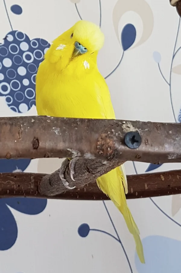 Wellensittich-Bild: Ganz verschmitzt guckt Pommes in die Kamera - einmal Model, immer Model ;) .