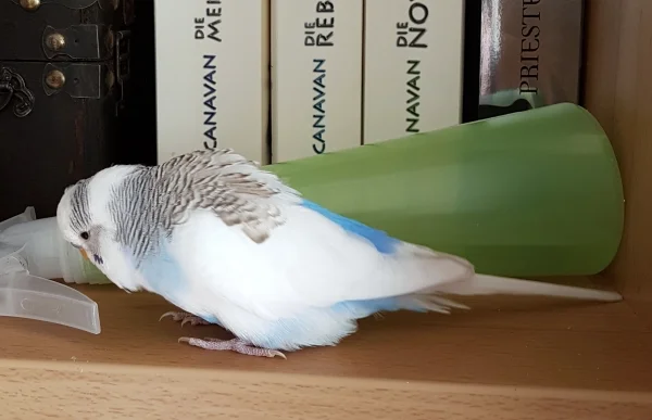 Wellensittich-Bild: Hm, ist diese Sprühflasche wohl besser als Holz? Ich bin da skeptisch! ~Krümel