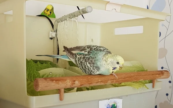 Wellensittich-Bild: Hermine hat die Dusche auch genossen. Ella hat sich das Geschehen lieber von der sicheren Sitzspirale aus angesehen.