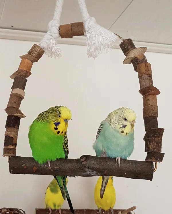 Wellensittich-Bild: Mein derzeit mausertechnisch gebeuteltes Pärchen chillt gemeinsam.