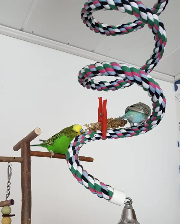 Wellensittich-Bild: Während Hermine den einfacheren Weg zur Hirse nimmt, setzt Emil lieber auf seine Verrenkungsfähigkeiten :) .