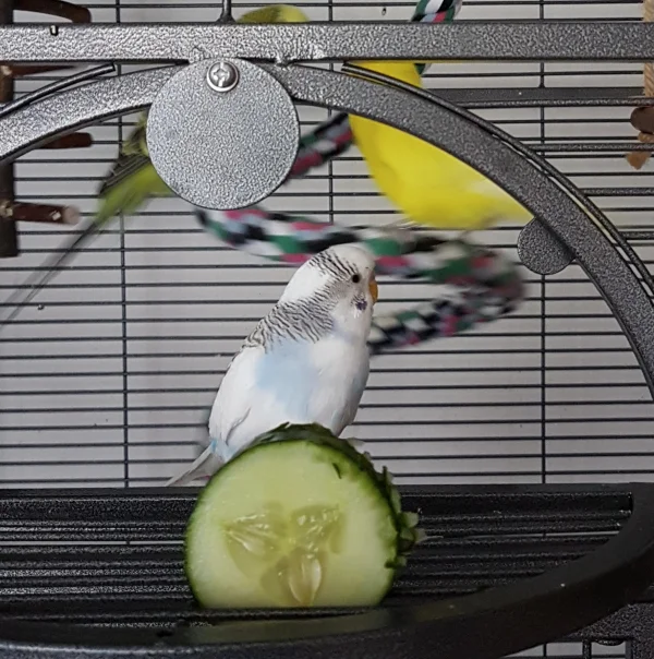 Wellensittich-Bild: Leute, was ist das? Was macht man damit?!
~ Krümel