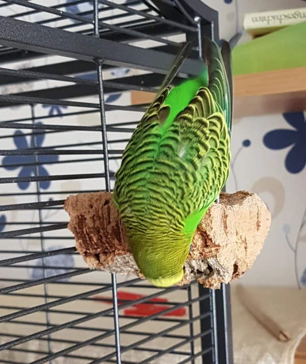 Wellensittich-Bild: Na ja, fast! Aber irgendwie muss ich diesen Kork doch bezwingen! ~Emil