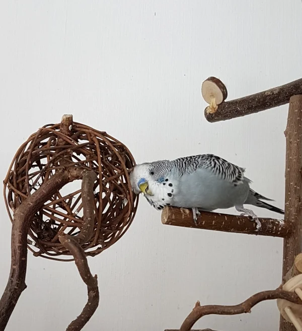 Wellensittich-Bild: Hey Leute! Die anderen sitzen immer nur auf der Weidenkugel oder schreddern sie, aber ich, ICH ALLEIN, habe ihre wahre Magie erkannt: Man kann sich daran gaaaanz wunderbar den Kopf schubbern :) . ~Oskar