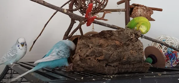 Wellensittich-Bild: Fienchen und Sally sind schwer beschäftigt :) .