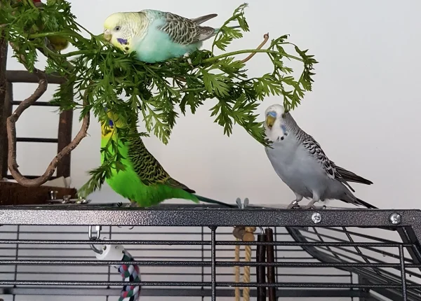 Wellensittich-Bild: Da kann man es sich schonmal zu mehreren schmecken lassen:) .