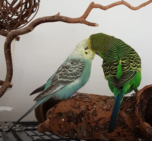 Wellensittich-Bild: Emil und Hermine sind sich schon recht nah. Er darf/muss sie täglich kraulen und gefüttert wird auch. Allerdings balzt er auch fleißig mit seinen Männerkumpels. Wahrscheinlich sind Emil und Hermine aber auf ihre Art trotzdem so eine Art Paar ;) .