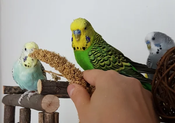 Wellensittich-Bild: Das müssen wir uns mal genauer angucken!
~Hermine und Emil