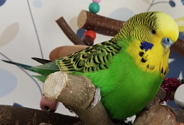 Wellensittich-Bild: Emil hat einen neuen Chillplatz für sich entdeckt:)
