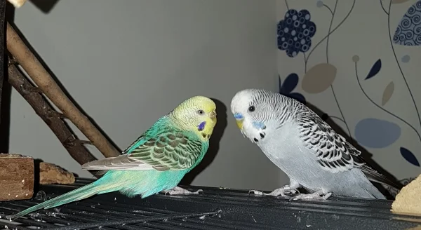 Wellensittich-Bild: \