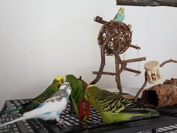 Wellensittich-Bild: Während die Herren schon knabbern, guckt Hermine erstmal nur interessiert zu.
