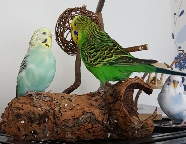 Wellensittich-Bild: Nett gemeint, stieß nur leider auf wenig Begeisterung bei Hermine.