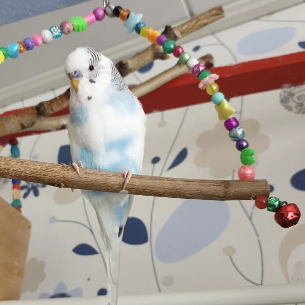 Wellensittich-Bild: Mein Krümelchen