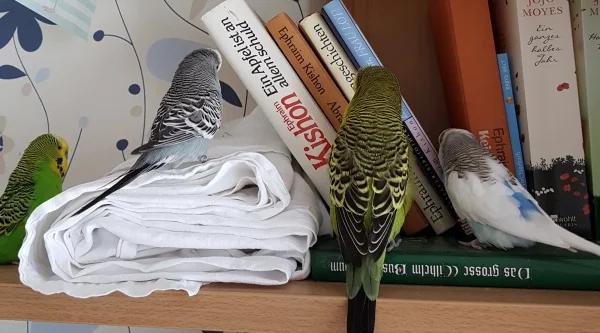 Wellensittich-Bild: Als letztes kam Emil noch vorbei (und die FeLo musste leider die Spielverderberin geben, da die kleinen Schnäbel sich dem Papier anfingen zu widmen...).