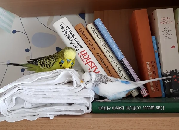 Wellensittich-Bild: Wo Krümel ist, ist Paul meist nicht weit :) .