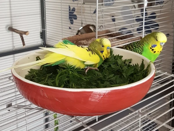 Wellensittich-Bild: bin ich der Kapitän :) ~ Schnitzel                            
                