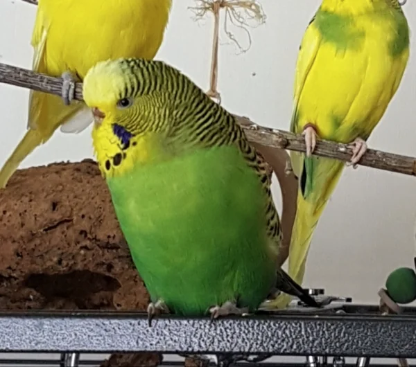 Wellensittich-Bild: Kleine Olive ;) 