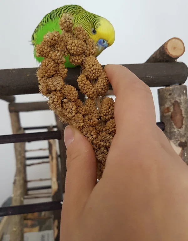Wellensittich-Bild: Ich freu mir jedes Mal nen Keks, wenn sie die Hirse von der Hand futtern.