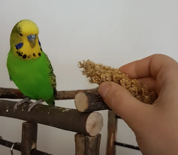 Wellensittich-Bild: Also echt FeLo, die Hirse könntest Du an Heiligabend ja wohl etwas weihnachtlicher präsentieren, oder? ~Emil