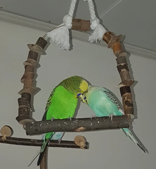 Wellensittich-Bild: Emil darf Hermine kraulen - und die FeLo war endlich mal schnell genug mit der Kamera :) . 
(Leider hielt die Idylle wie immer nicht lange :( ).