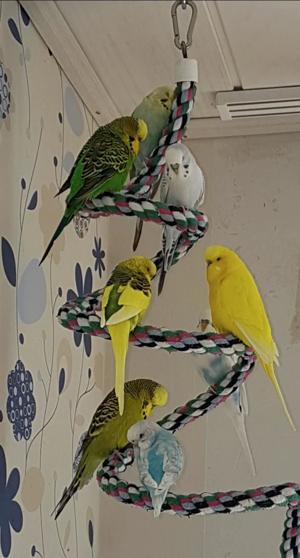 Wellensittich-Bild: Habe das erste Mal alle 8 erwischt :) (auch wenn Fienchen eher unfreiwillig draußen ist, sie hat sich erschreckt als ich den Käfig saubermachte und kam rausgestürzt..).