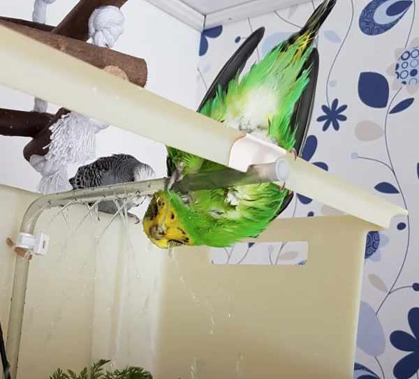 Wellensittich-Bild: Wer grad nicht baden will, nimmt halt nen kräftigen Schluck Wasser ;) .