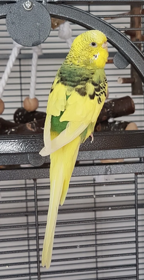 Wellensittich-Bild: Hallo, ich bin Ella, heute bin ich bei den Motzfroschwellis eingezogen:) .