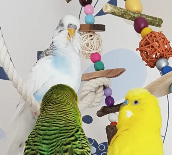 Wellensittich-Bild: Nicht immer scheint Gefiederpflege angenehm zu sein ;) .