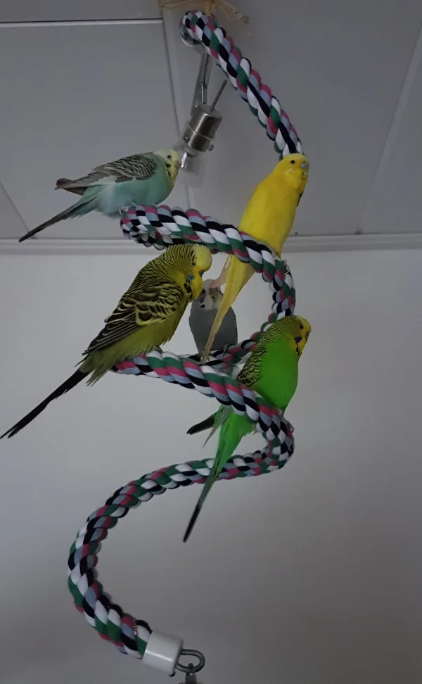 Wellensittich-Bild: Alle 5 motzfröschlichen Wellis auf einem Bild vereint. :)