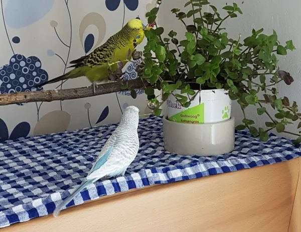 Wellensittich-Bild: Schaukeln und Golliwoog futtern - wie schön kann ein Wellileben sein ;) ?
