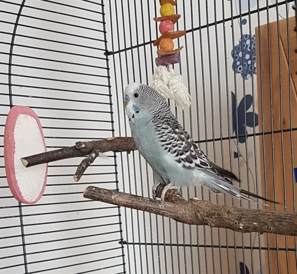 Wellensittich-Bild: Oskar, mein Junior macht sich laaaang ;)