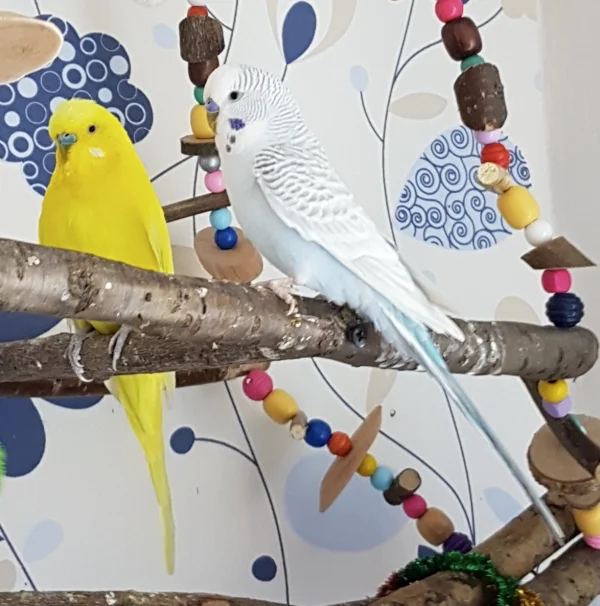Wellensittich-Bild: Schöner Farbkontrast :) .