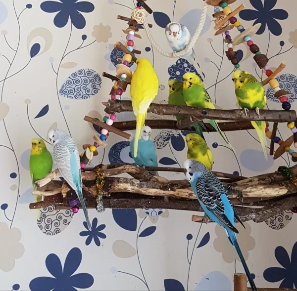 Wellensittich-Bild: Wenn mal wieder ein Gruppenfoto gelingt, freut sich das FeLo-Herz :) .