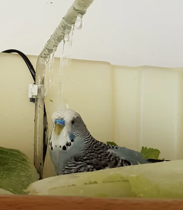 Wellensittich-Bild: Gestern war Badetag und besonders Oskar hatte wieder viel Spaß in der Wellidusche :) .