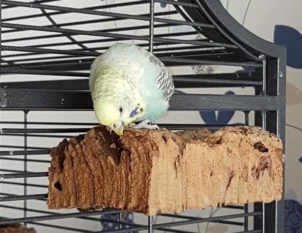 Wellensittich-Bild: Da muss ich gleich mal testschreddern! ~Hermine          
                            
