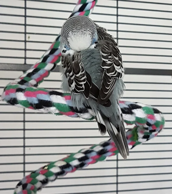 Wellensittich-Bild: Solln die anderen doch um dieses Weidendingens herumpusseln. Da kann ich wenigstens in Ruhe ein Schläfchen machen!
~Oskar