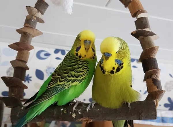 Wellensittich-Bild: Einen schönen 1. Advent wünschen wir allen Wellis und ihren FeLos!
~ Emil und Paul  