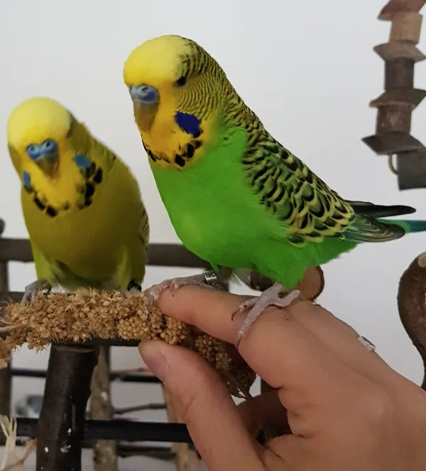 Wellensittich-Bild: Hallo Welli-Freunde, ich bins, der Emil. Heute hab ich der Federlosen eine Freude gemacht, als ich beim Hirsefuttern auf ihre Hand gestiegen bin. Ooookay, das war eher Zufall und mir auch nicht lang geheuer, aber fürs Foto bin ich geblieben. Muss mir die Federlose warmhalten zwecks weiterer Hirsefütterungen ;) .