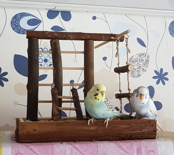Wellensittich-Bild: Ich trau mich schon soooooo nah ran an Hermine! ~Krümel