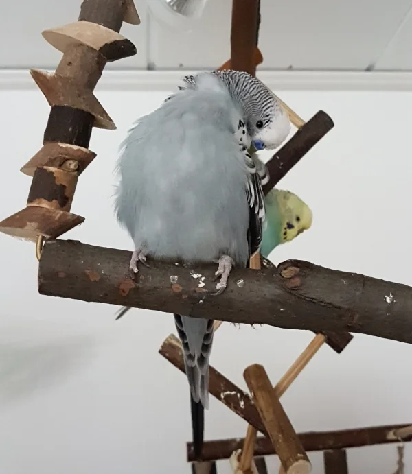 Wellensittich-Bild: Orrr FeLo, lass mich bloß mit diesem Knipseding in Ruhe!!! ~Oskar