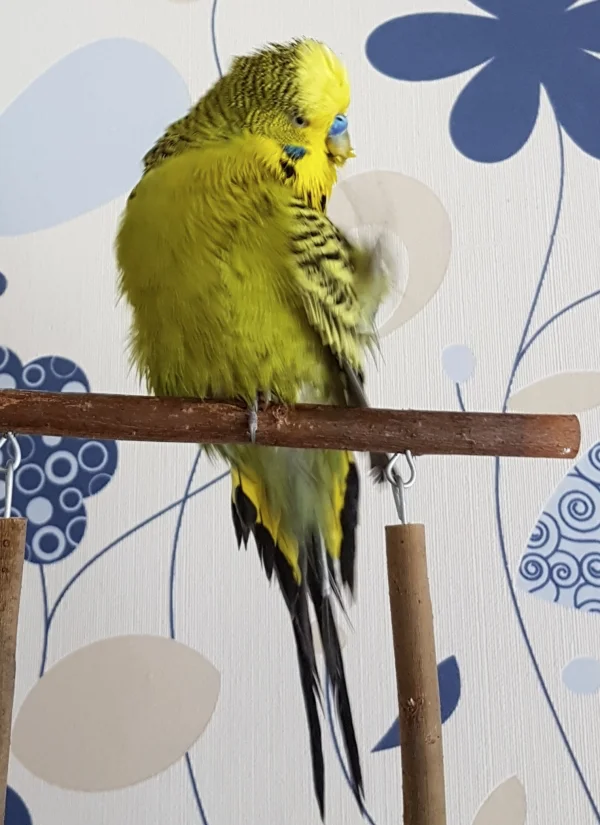 Wellensittich-Bild: Nach einer Dusche kann schon mal die ein oder andere Stelle jucken...