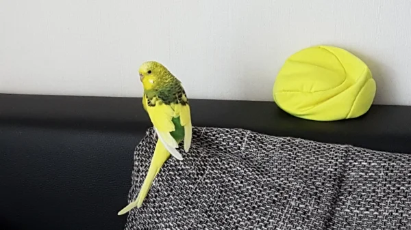 Wellensittich-Bild: Was die FeLos bloss an diesem Sofadingens finden? Jetzt wo ichs ausprobiert hab, find ich unsre Stangen und Sitzbretter doch viiiiiieeeel gemütlicher. ~Ella