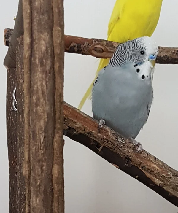 Wellensittich-Bild: Ich hab gehört dass bei Welliburg ein kleiner Grauling eingezogen ist. Und da wollte ich mal Hallo sagen - so von Grauling zu Grauling:) . ~Oskar