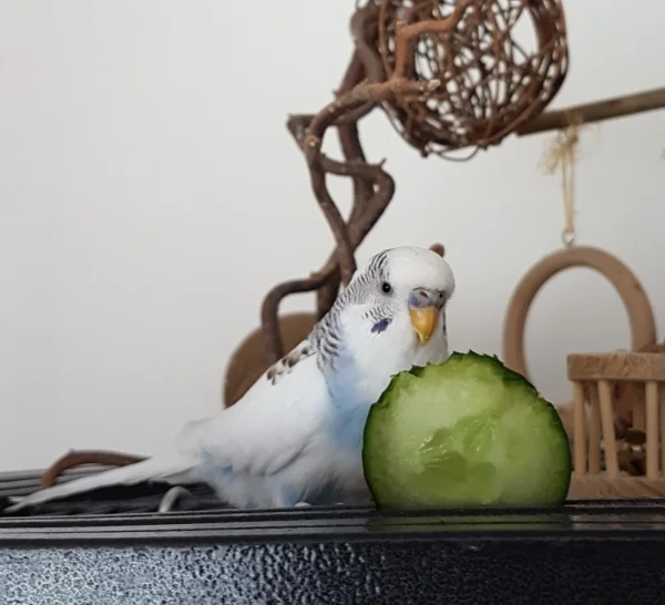 Wellensittich-Bild: Gurke oder nicht Gurke - das ist hier die Frage.