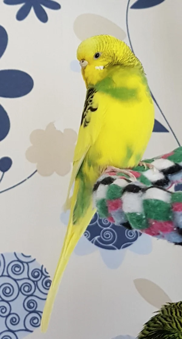 Wellensittich-Bild: Dieses schöne Bild ist mir heute gelungen :) .