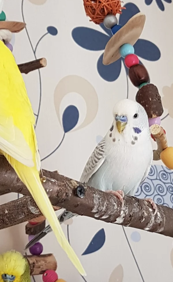 Wellensittich-Bild: Vielleicht bekomm ich das Bild ja vernünftig ins Profil..