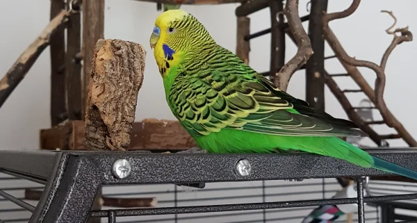 Wellensittich-Bild: Die FeLo hat uns neuen Knabberkork gegeben - da mach ich mich gleich an die Arbeit! ~Emil
