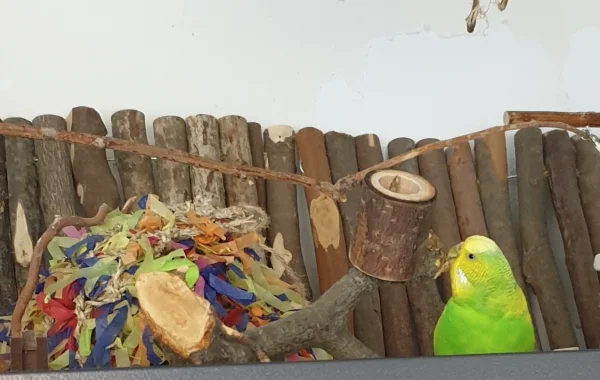 Wellensittich-Bild: Das findet Shila auf jeden Fall,  aber sie liebt ihren Job und macht auch freiwillig Überstunden ;) .