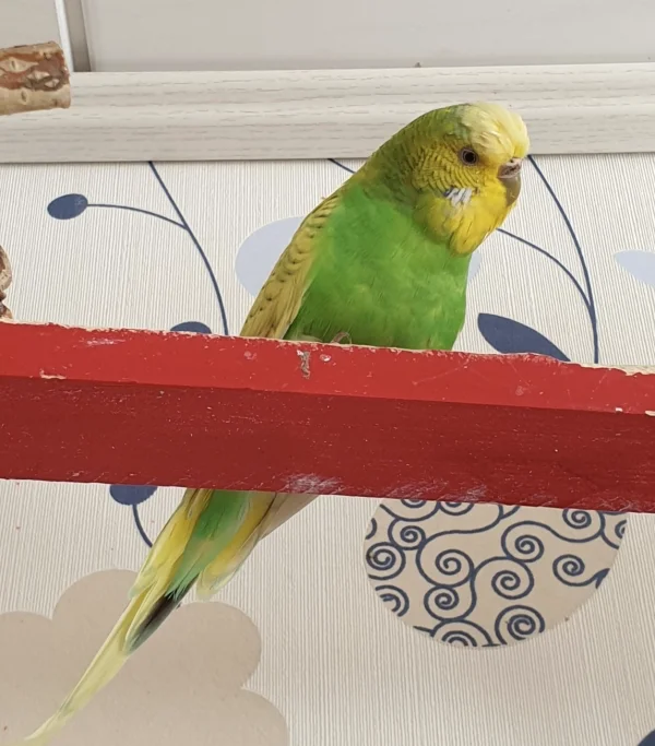 Wellensittich-Bild: Die süße Shila ist mittlerweile wieder fast ganz befiedert und mittlerweile gut im Schwarm angekommen. Sie kommt morgens mit als erste raus, ist viel in Bewegung und schreddert gerne. Sogar ihr Lipom ist etwas kleiner geworden. Weiter so, Shila :) .