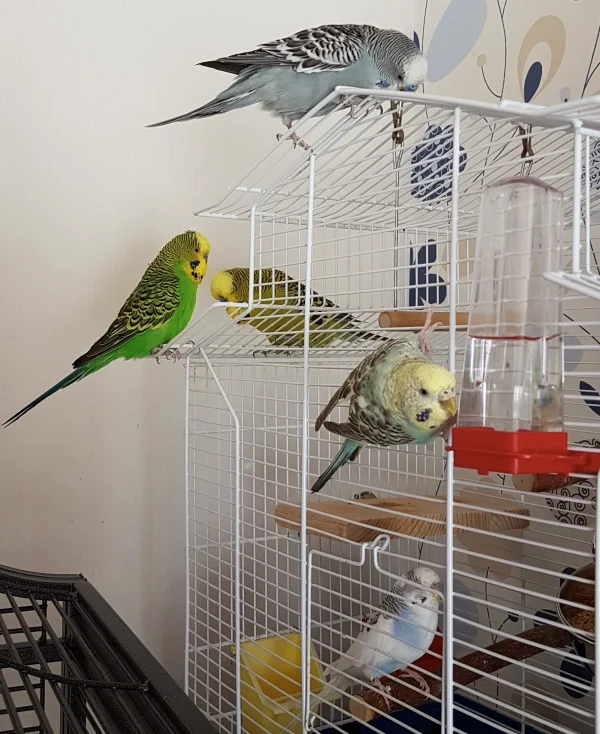 Wellensittich-Bild: Mittlerweile waren alle 5 anderen Wellis schonmal zu Besuch auf dem Quarantänekäfig. Mal gucken, wann Krümel auch zu ihnen darf.